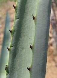 Foto: Dr. Felipe Palma. Márgen amarillo claro y dientes comunes de las hojas de Agave angustifolia