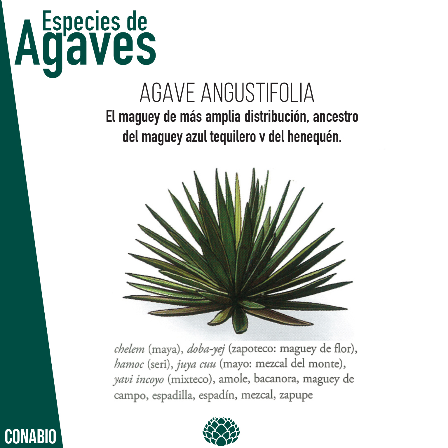 agaveangustifolia