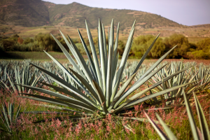 Agave angustifolia