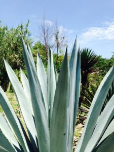 Agaves mezcaleros de Oaxaca