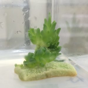 maguey in vitro