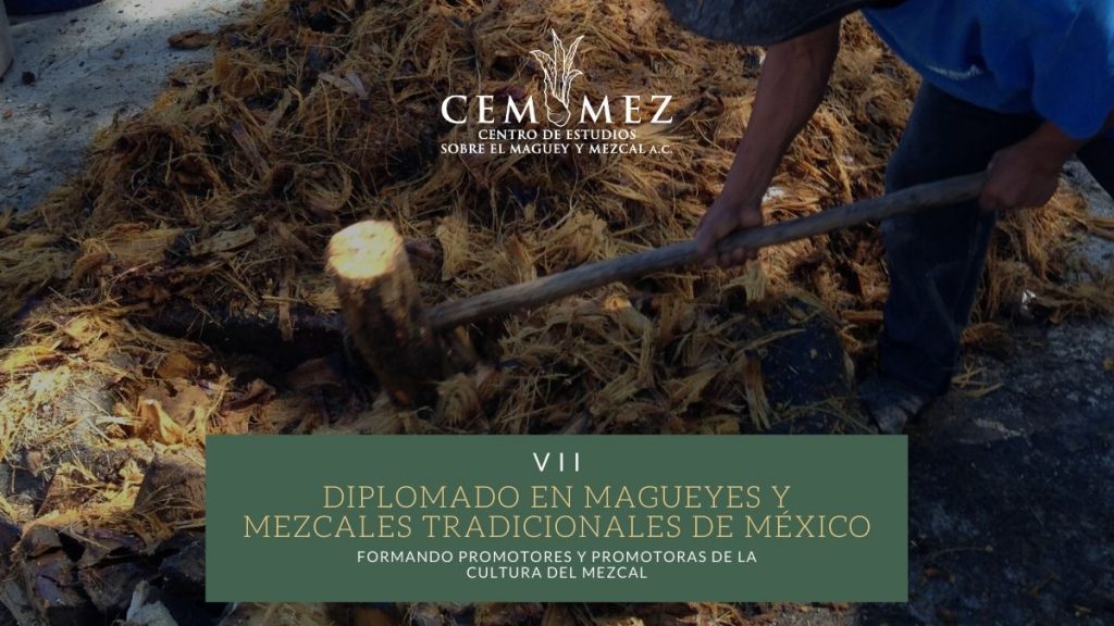VII Diplomado en magueyes y mezcales tradicionales de México