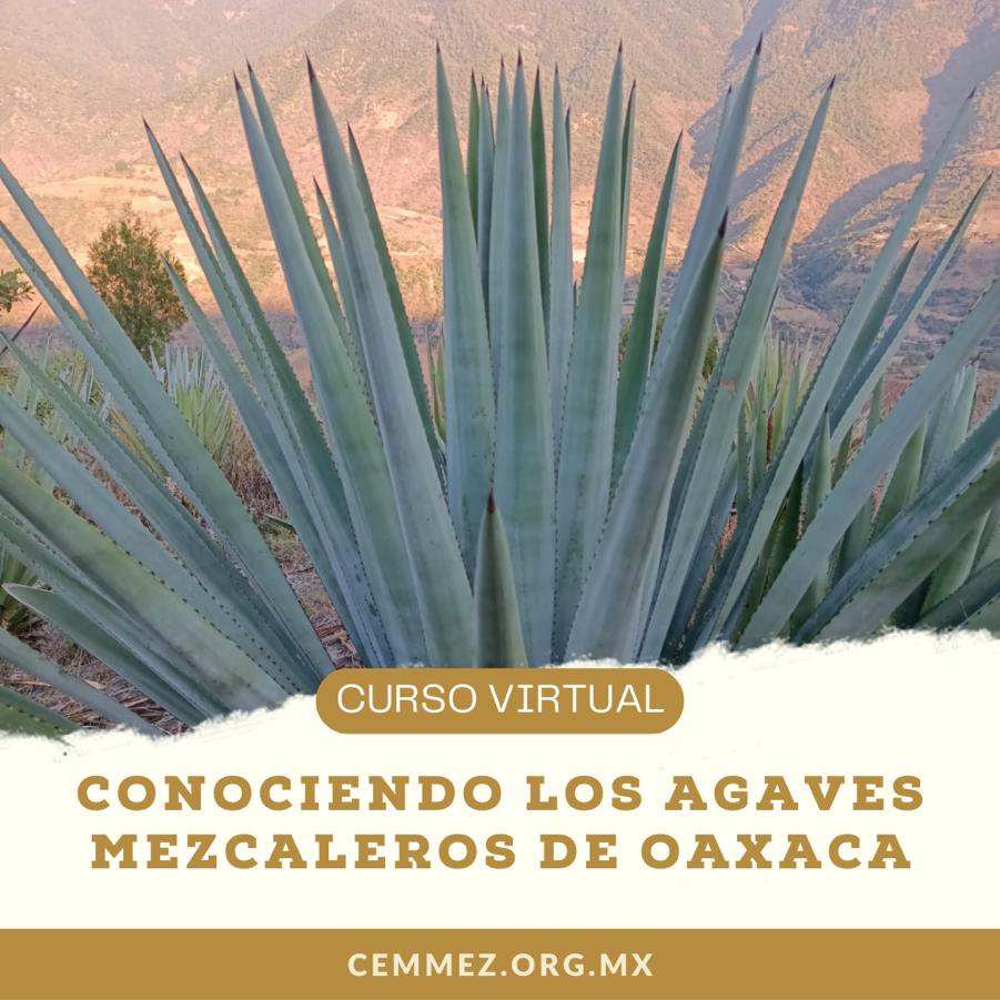 Agaves mezcaleros de Oaxaca