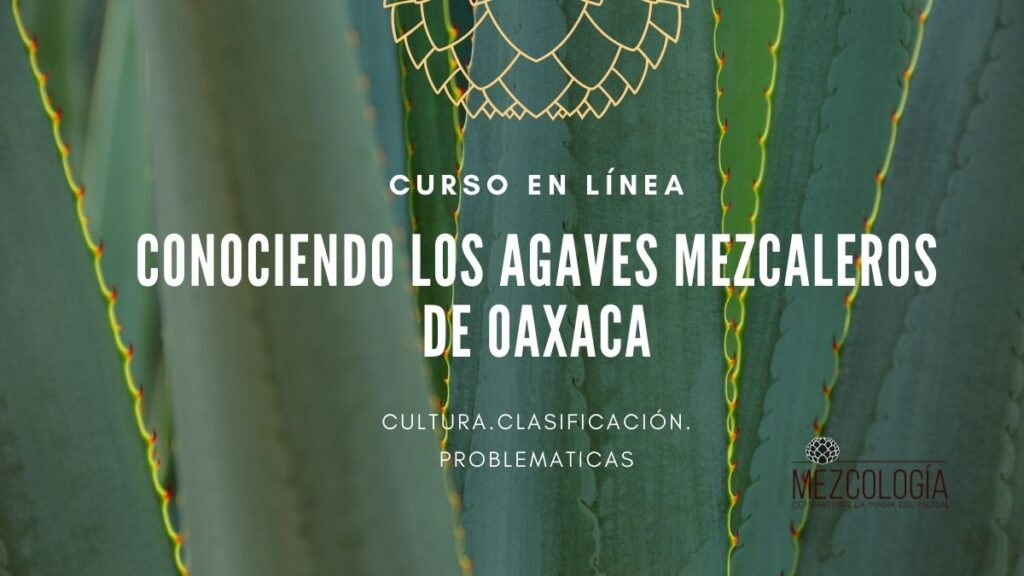 Agaves mezcaleros de Oaxaca