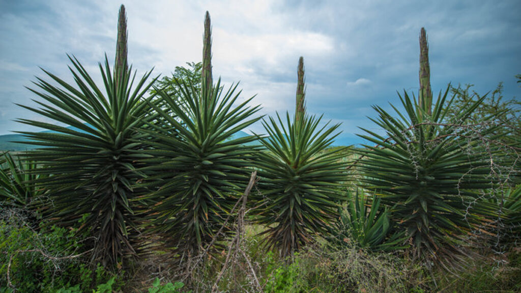 magueyes cuishes